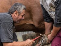 Understanding the Functions of Farrier’s Tools