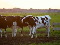 Cattle Handling Equipment to Move Cattle Efficiently